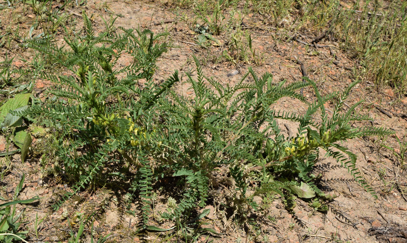 Изображение особи Astragalus turkestanus.