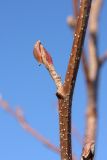 Alnus glutinosa