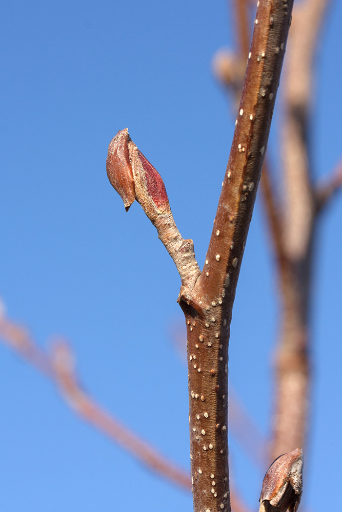 Изображение особи Alnus glutinosa.