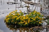 Caltha palustris