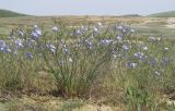Linum austriacum. Цветущее растение. Крым, Керченский п-ов, Приазовье, Осовинская степь, галофитный луг на периферии сопочного поля грязевого вулкана. 01.05.2019.