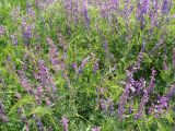 Vicia tenuifolia