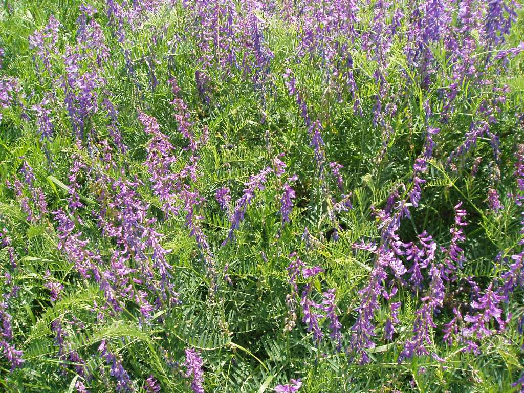 Image of Vicia tenuifolia specimen.