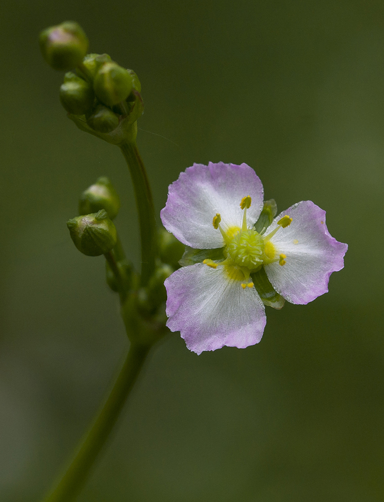 Image of Alisma plantago-aquatica specimen.