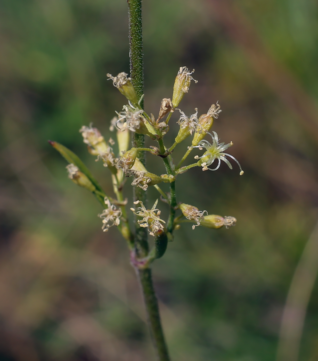 Изображение особи Silene borysthenica.