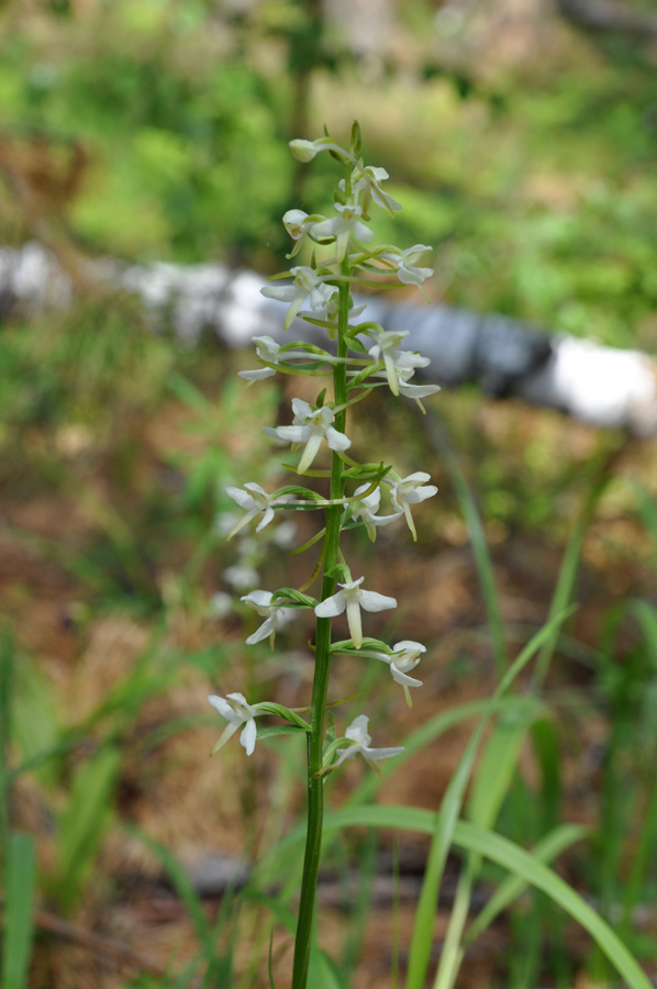 Изображение особи Platanthera bifolia.