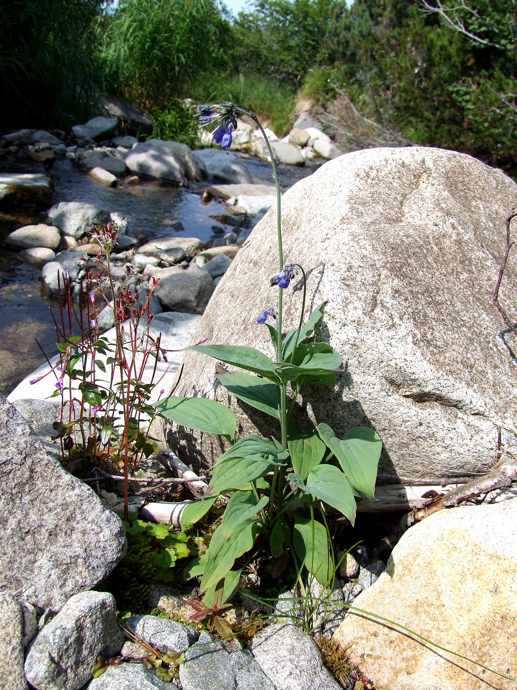 Image of Mertensia pubescens specimen.