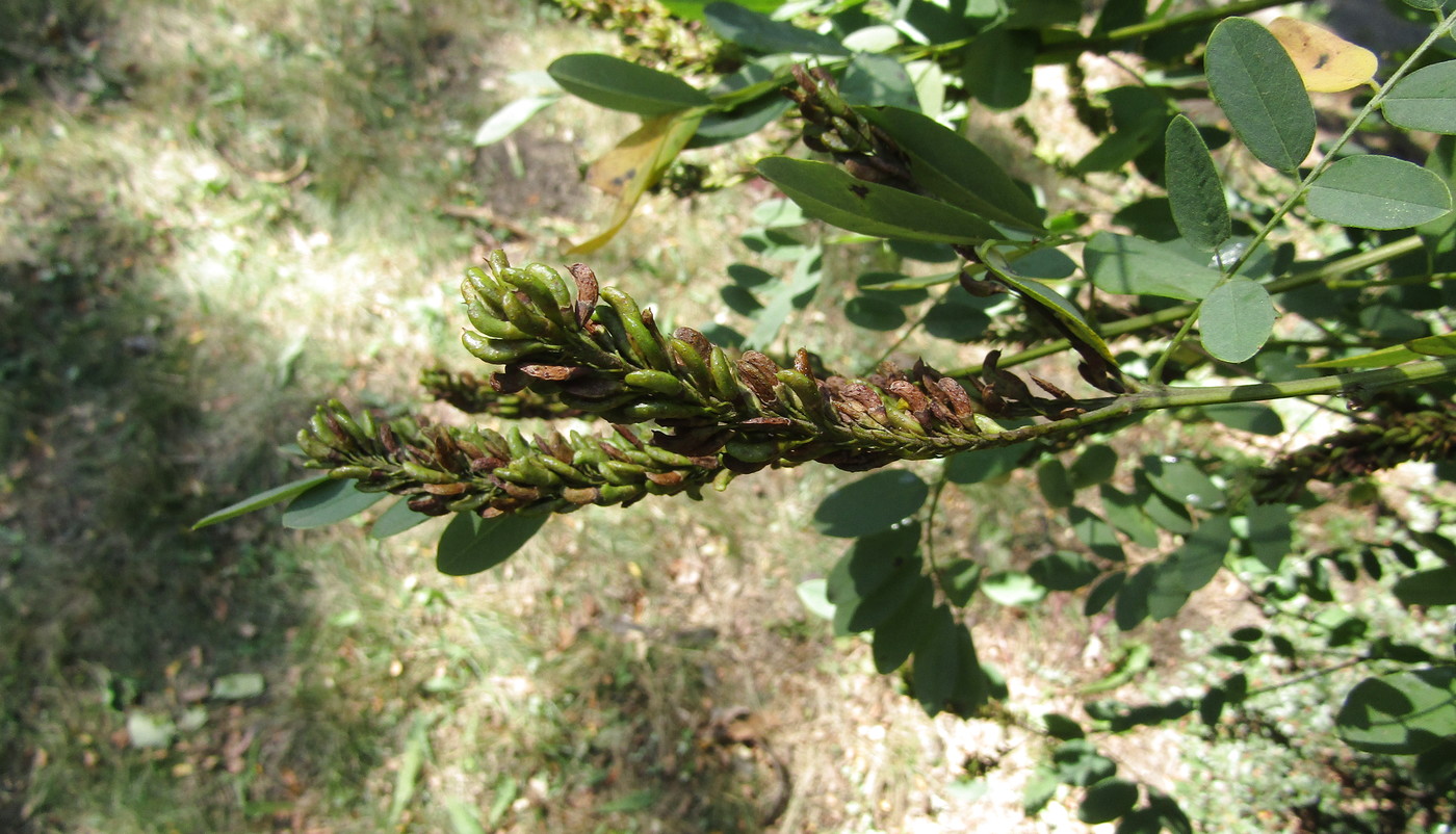 Изображение особи Amorpha fruticosa.