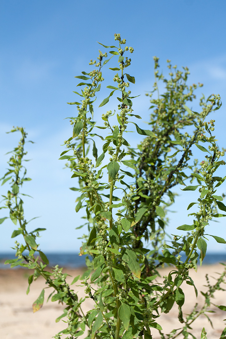 Image of Chenopodium striatiforme specimen.