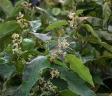 Reynoutria sachalinensis. Соцветия нак верхушках побегов. Московская обл., Раменский р-н, окр. дер. Хрипань, садовый участок. 28.09.2019.