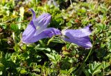 Campanula biebersteiniana