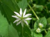 Stellaria graminea. Цветок (вид со стороны чашечки). Свердловская обл., окр. г. Североуральск, сорное на дачном участке. 29.06.2019.