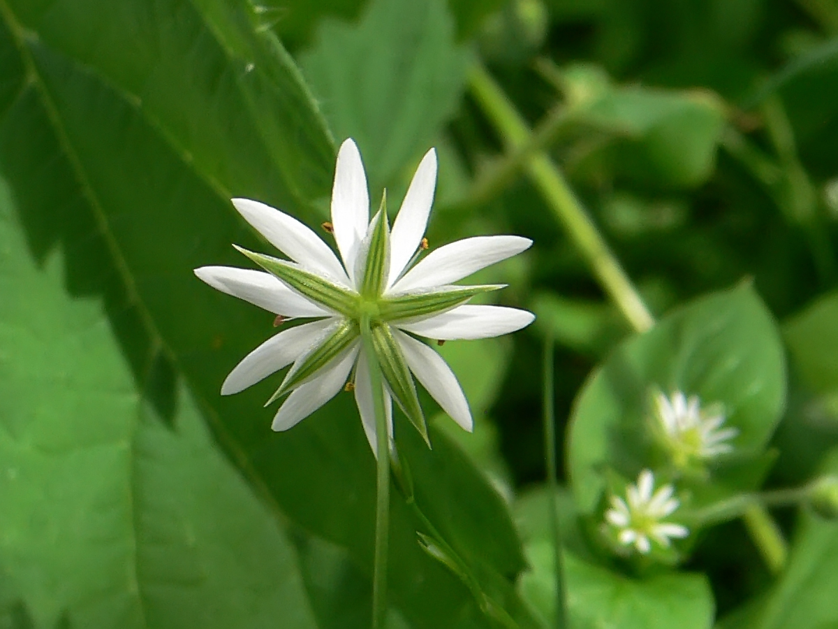 Изображение особи Stellaria graminea.