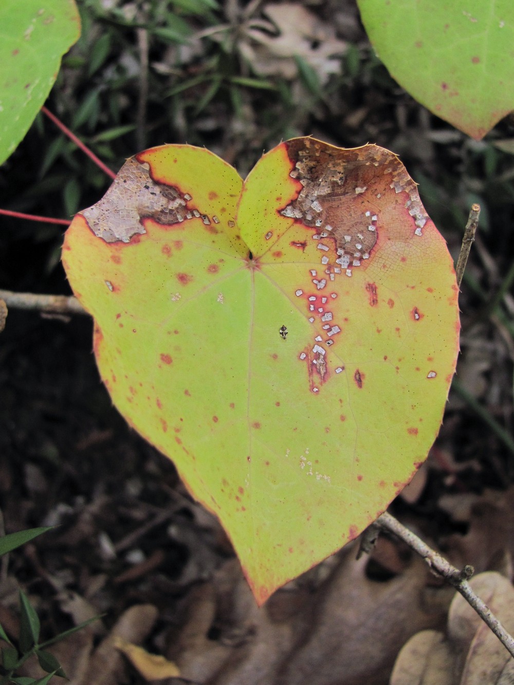 Image of Epimedium colchicum specimen.