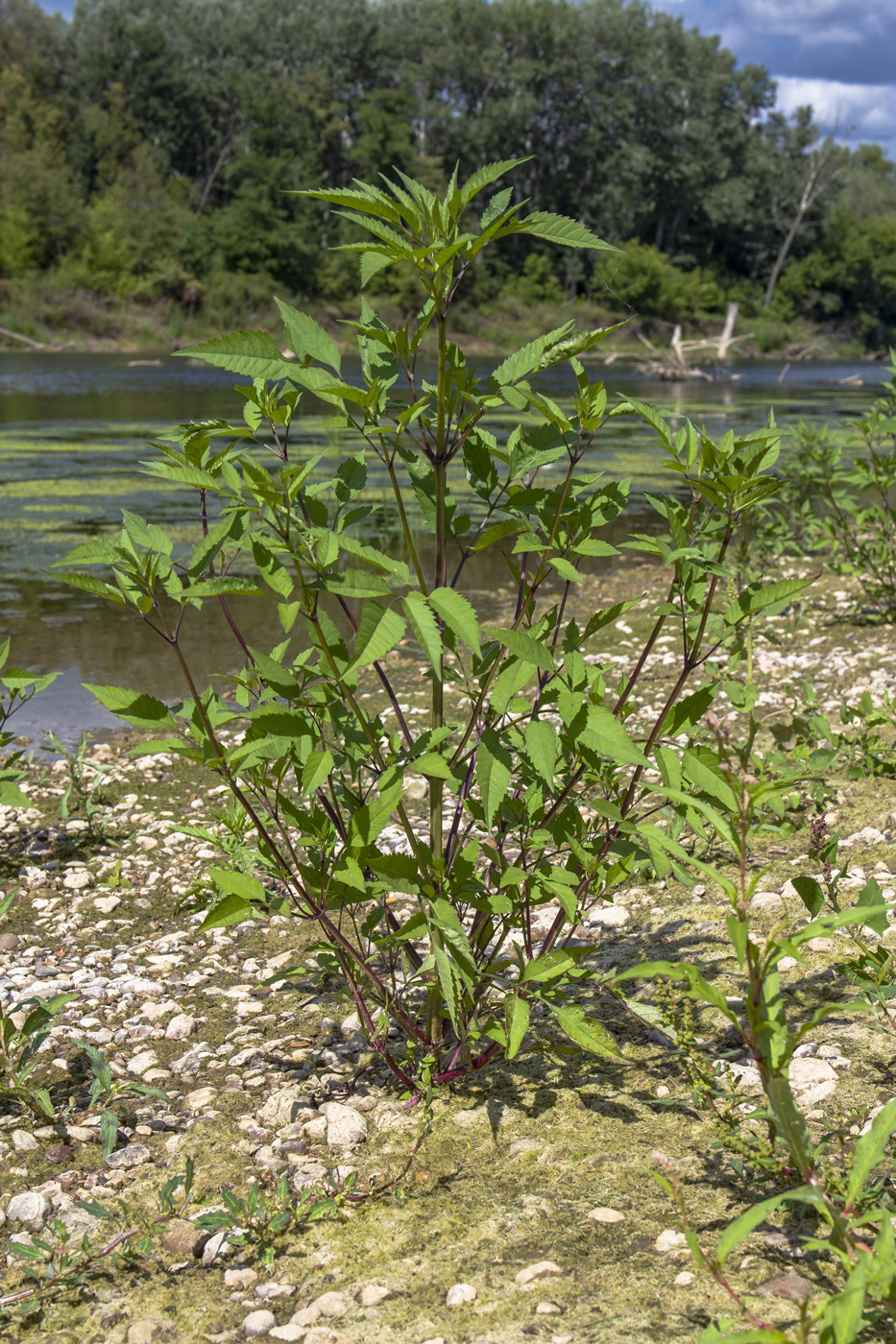 Image of Bidens frondosa specimen.