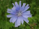 Cichorium intybus