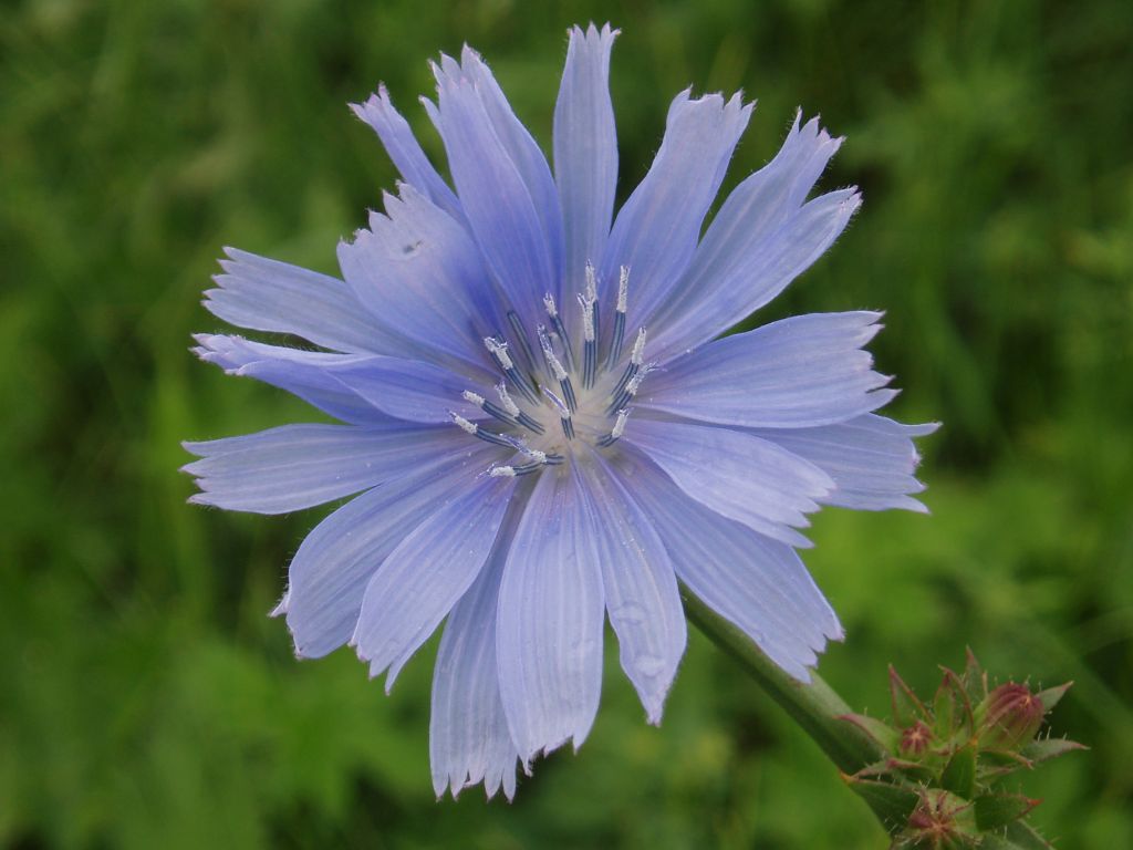 Image of Cichorium intybus specimen.