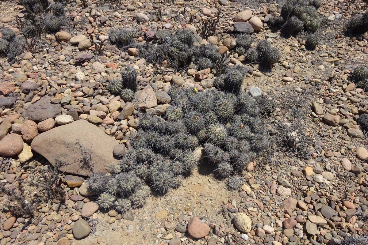 Изображение особи Copiapoa echinoides.