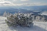 Juniperus communis. Покоящееся растение, припорошенное снегом. Башкортостан, Белорецкий р-н, Узянский сельсовет, окр. с. Узян, хр. Суртанды, гребень. 2 ноября 2019 г.