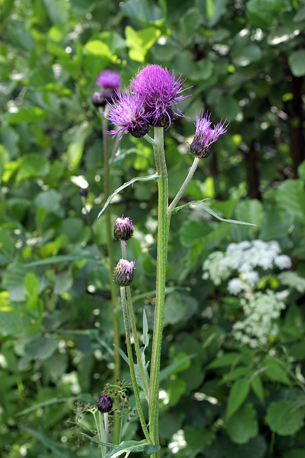 Изображение особи Cirsium heterophyllum.