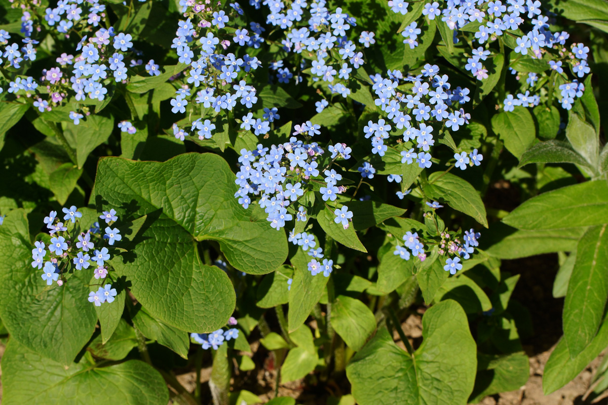 Изображение особи Brunnera macrophylla.