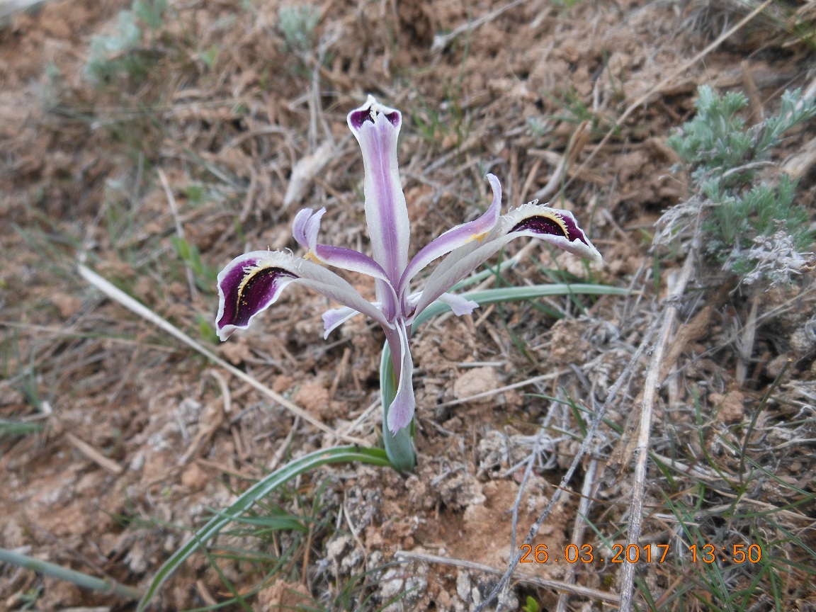 Изображение особи Juno narynensis.