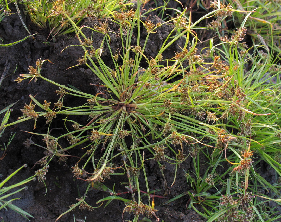 Image of Cyperus fuscus specimen.