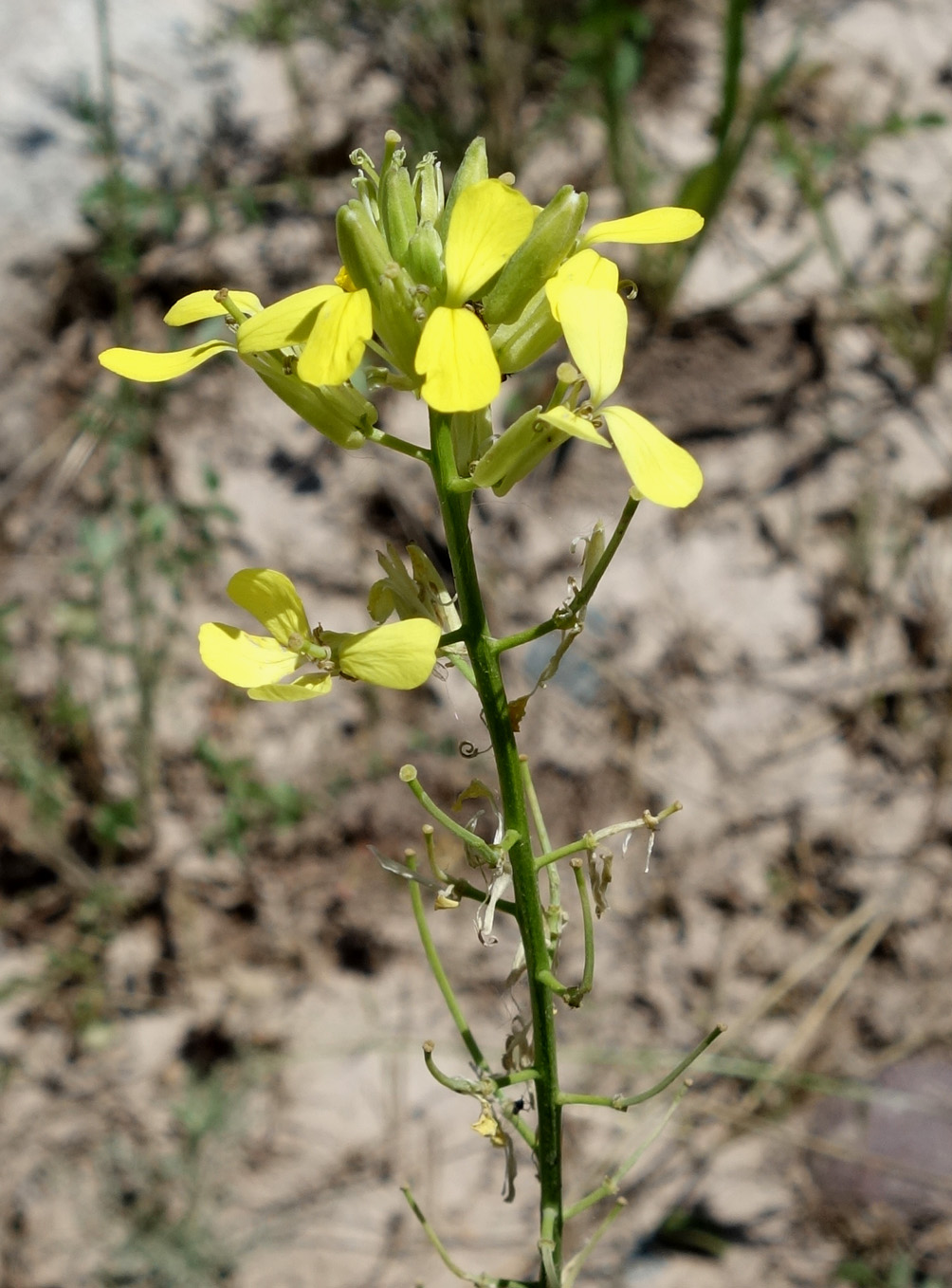 Изображение особи Erysimum canescens.