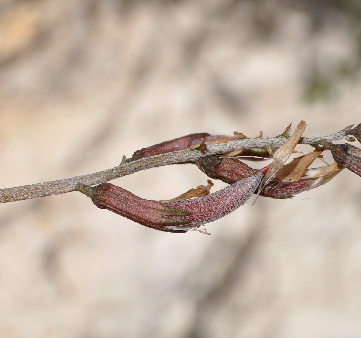 Изображение особи Astragalus cyprius.