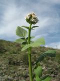 Valeriana ficariifolia. Верхушка цветущего растения. Казахстан, хр. Сырдарьинский Каратау, ущ. Беркара, ≈ 750 м н.у.м., ясеневый тугай. 4 апреля 2020 г.