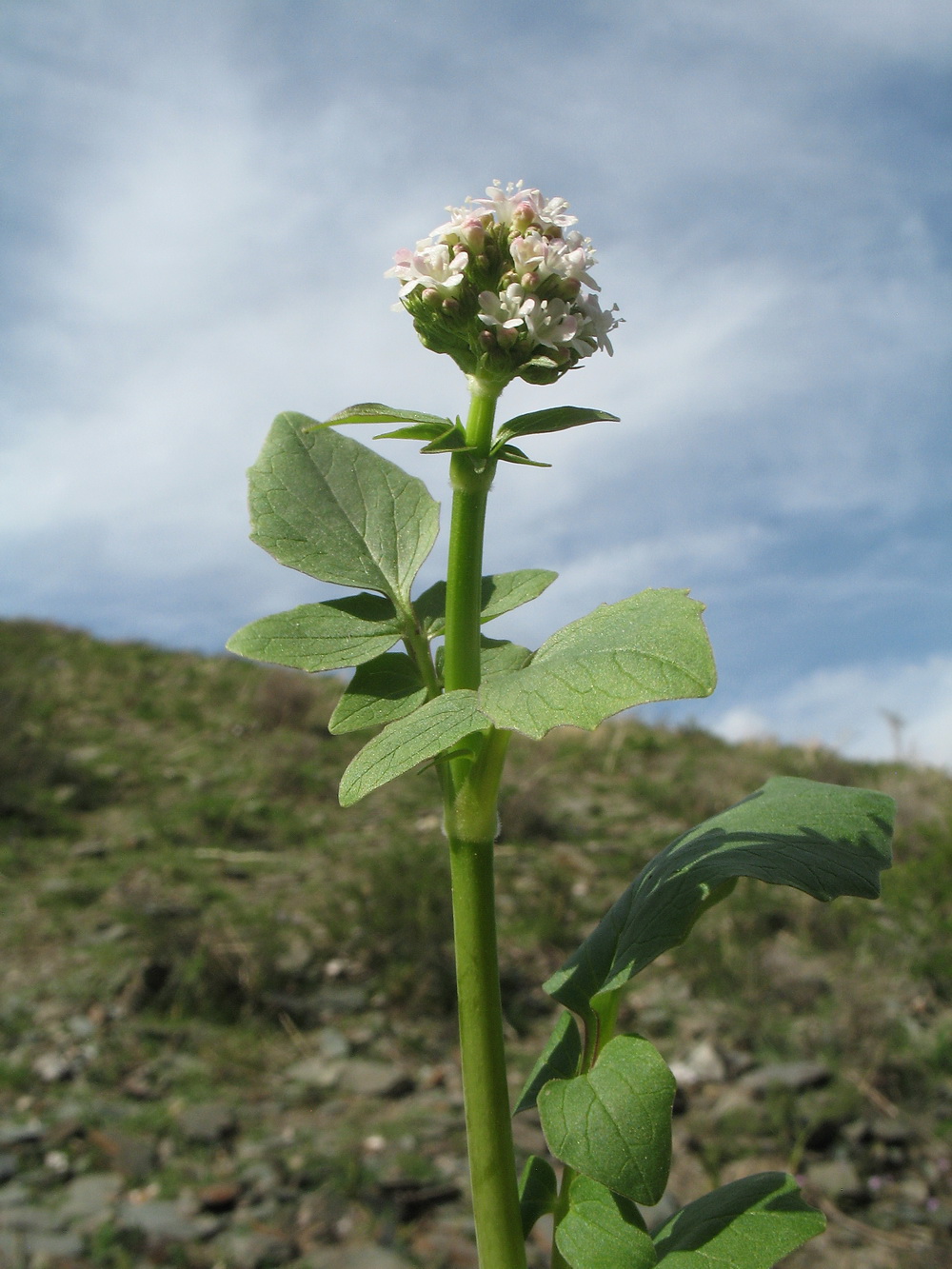 Изображение особи Valeriana ficariifolia.