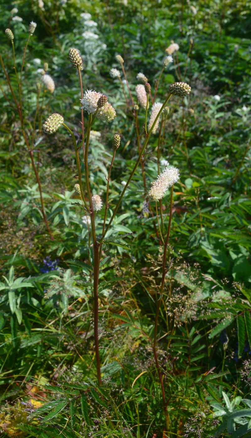 Image of Sanguisorba tenuifolia specimen.