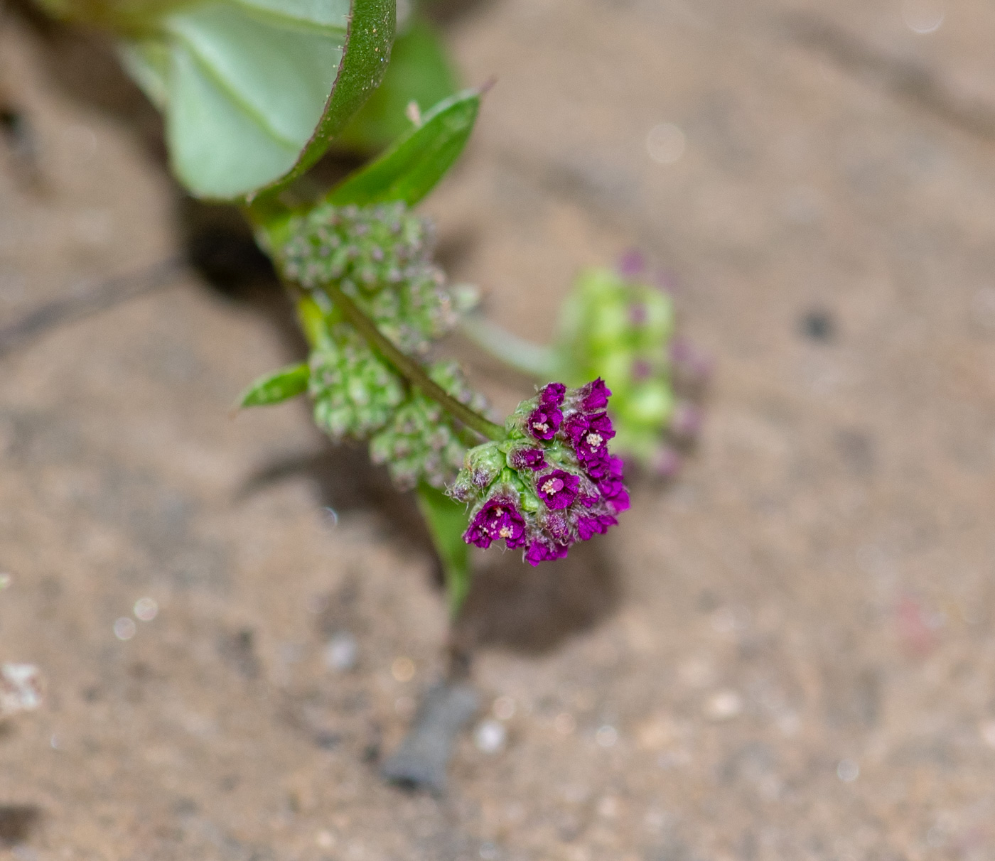 Image of Boerhavia coccinea specimen.