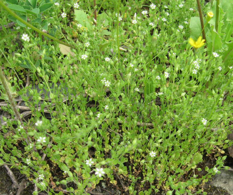 Image of Arenaria serpyllifolia specimen.