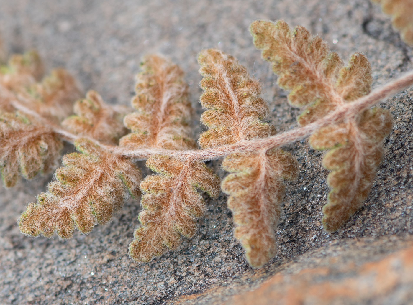 Image of Cheilanthes marlothii specimen.