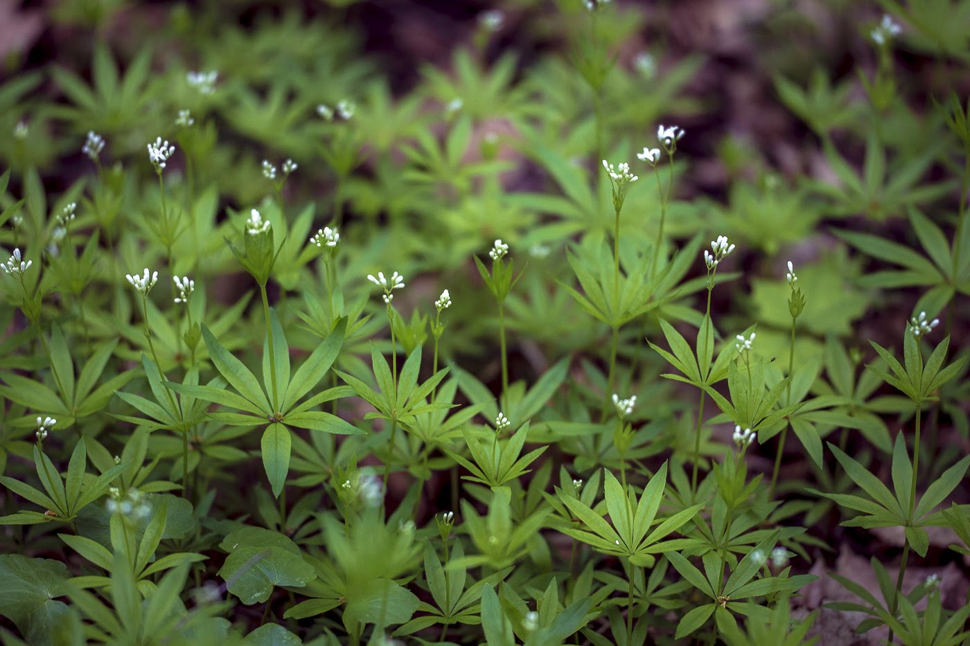 Image of Galium odoratum specimen.