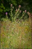 Cirsium serrulatum. Цветущее растение. Республика Татарстан, Альметьевский р-н. 16.08.2006.