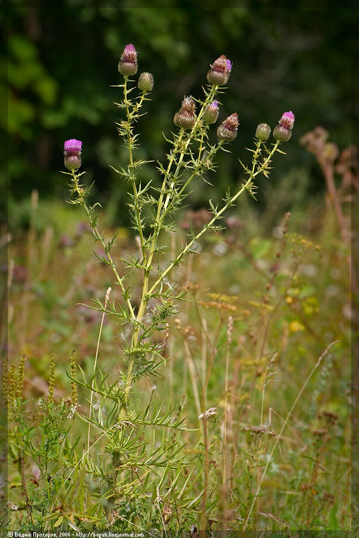 Изображение особи Cirsium serrulatum.