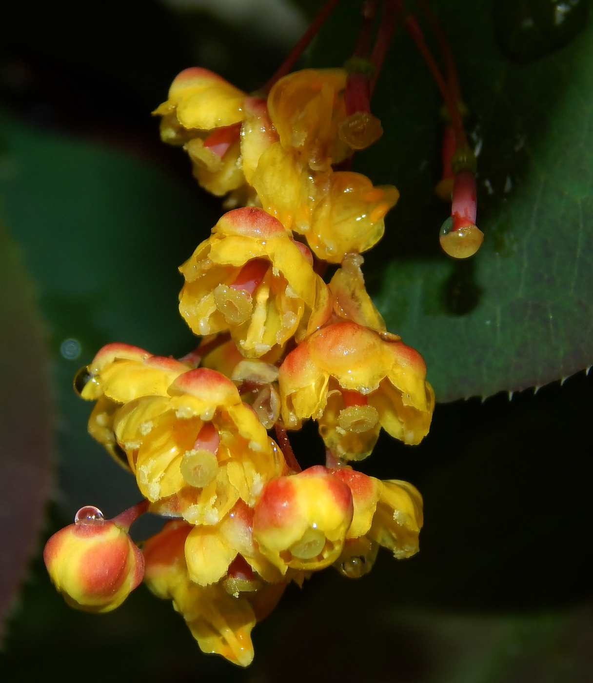 Image of Berberis vulgaris f. atropurpurea specimen.