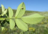 Rosa pygmaea. Лист с кормящейся тлёй (вид снизу). Украина, г. Луганск, балка Калмыцкий яр. 04.06.2020.