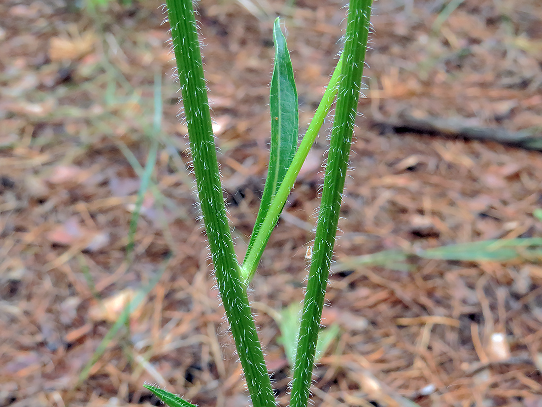 Изображение особи Trommsdorffia maculata.