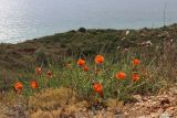 Glaucium corniculatum