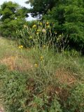 Tragopogon borysthenicus. Цветущее и плодоносящее растение. Украина, г. Запорожье, балка между Космическим мкрн. и Опытной станцией, участок степной растительности возле лесонасаждений. 29.06.2020.