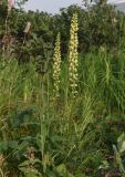 Pedicularis incarnata