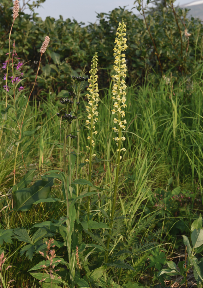 Изображение особи Pedicularis incarnata.