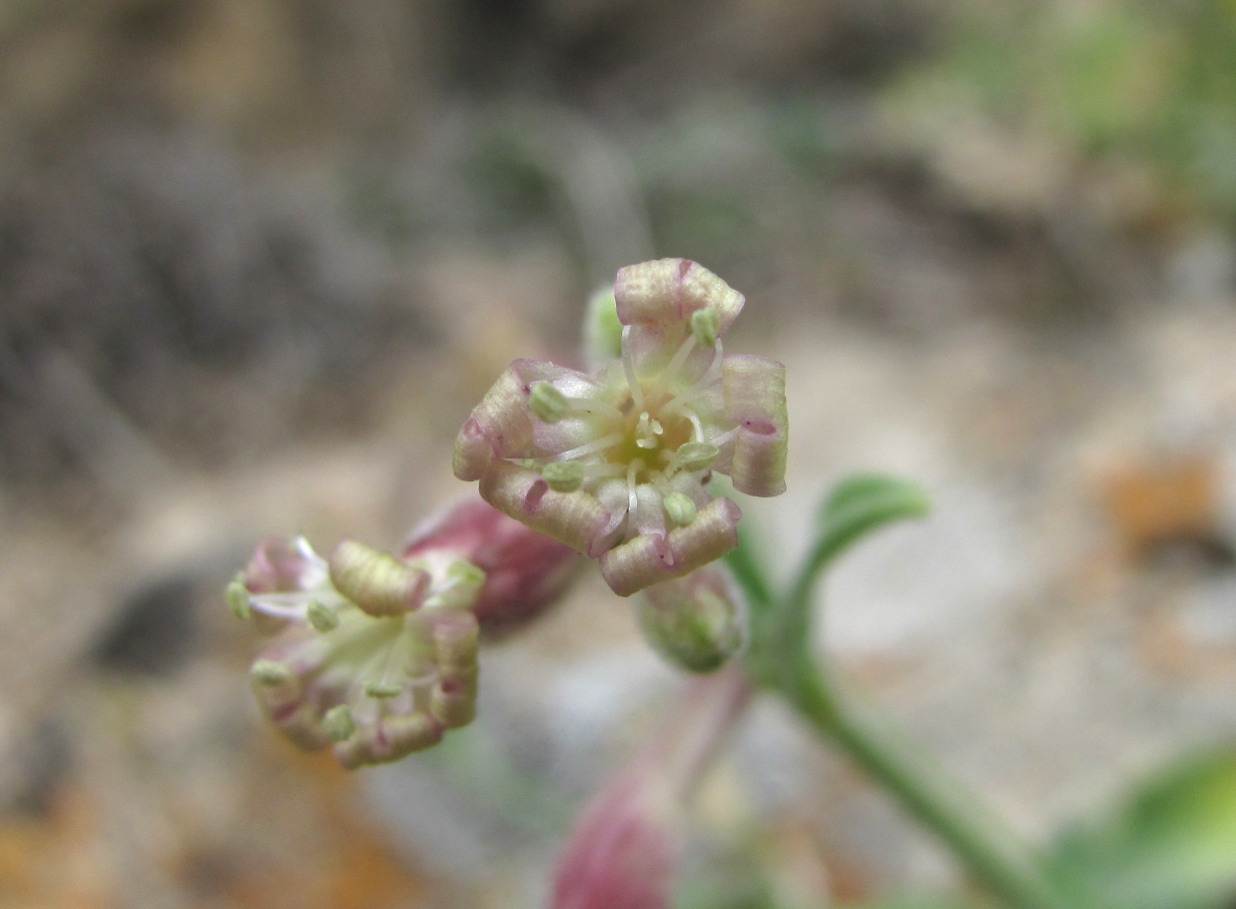 Image of Silene pygmaea specimen.