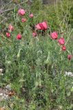 Papaver hybridum