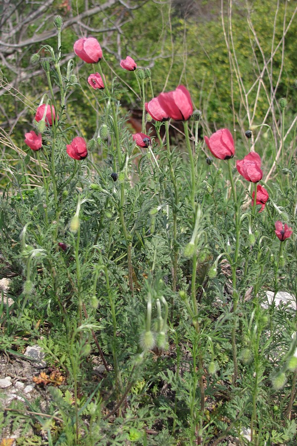 Изображение особи Papaver hybridum.