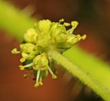 Oplopanax elatus