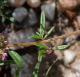 Gisekia africana